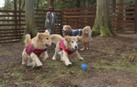 土の上を勢いよく走るワンちゃん＝播州清水寺