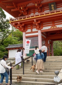 犬を連れて仁王門をくぐる参拝者ら（播州清水寺提供）