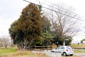 田園地帯で目立つハメ塚周辺の雑木＝小野市中島町