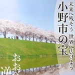 逆さ桜をＰＲするポスター