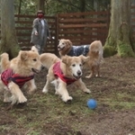 土の上を勢いよく走るワンちゃん＝播州清水寺