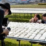 こんにゃくスポンジの生産現場＝多可町加美区丹治