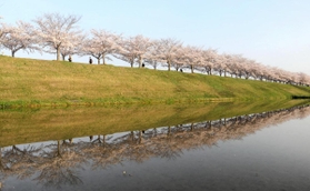 小野市の「おの桜づつみ回廊」沿いにある「逆さ桜」。幻想的な光景だ＝小野市高田町