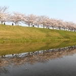小野市の「おの桜づつみ回廊」沿いにある「逆さ桜」。幻想的な光景だ＝小野市高田町