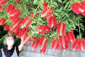 ユニークな花が特長の金宝樹＝小野市