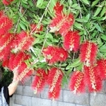 ユニークな花が特長の金宝樹＝小野市
