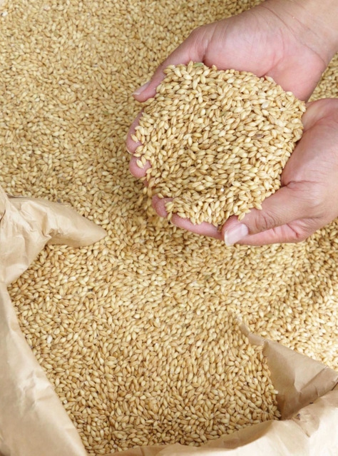 加東市が特産化を進めているもち麦（ＪＡみのり提供）