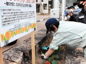 ヒマワリの苗を植え付ける播磨農業高校の生徒ら＝加西署