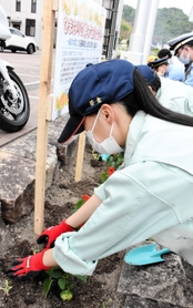 ヒマワリの苗を植え付ける播磨農業高校の生徒ら＝加西署