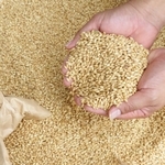 加東市が特産化を進めているもち麦（ＪＡみのり提供）