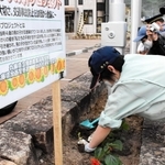 ヒマワリの苗を植え付ける播磨農業高校の生徒ら＝加西署
