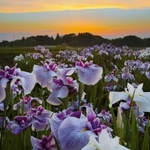 夕空を背に咲くハナショウブ＝加東市東実（露出を変えて撮影した３枚を１枚に合成）