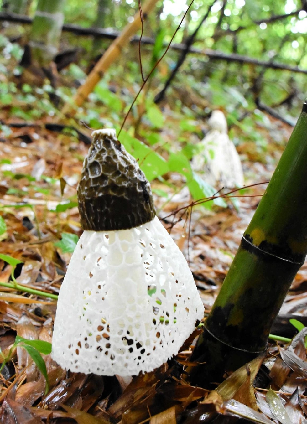 白い網のスカートをはいた キノコの女王 キヌガサタケ見つかる 北播 神戸新聞next