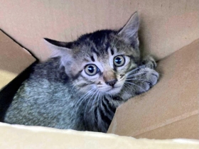 車の中に迷い込んでいたネコ＝小野市王子町