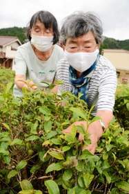 ２０年間の紅茶生産を終えた今中照子さん（右）と今中英津子さん＝多可町加美区箸荷