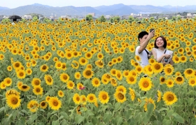 小野市のひまわりの丘公園前