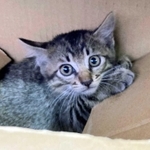 車の中に迷い込んでいたネコ＝小野市王子町