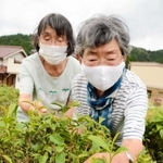 ２０年間の紅茶生産を終えた今中照子さん（右）と今中英津子さん＝多可町加美区箸荷