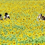 満開となったヒマワリ＝小野市浄谷町