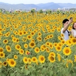 小野市のひまわりの丘公園前
