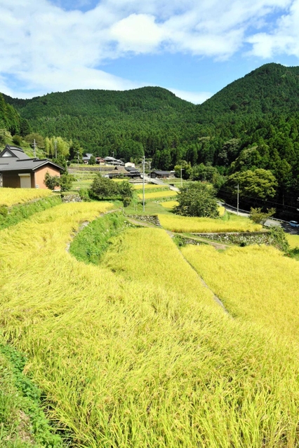黄金色に輝く棚田の稲穂＝多可町加美区岩座神