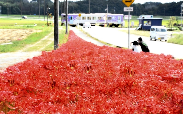 じゅうたんのように咲き誇るヒガンバナ＝加西市東横田町
