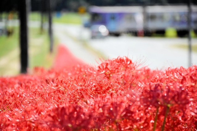 じゅうたんのように咲き誇るヒガンバナ＝加西市東横田町