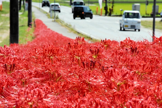 じゅうたんのように咲き誇るヒガンバナ＝加西市東横田町