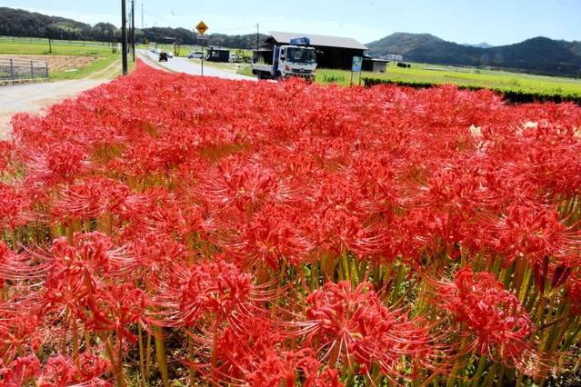 じゅうたんのように咲き誇るヒガンバナ＝加西市東横田町