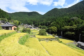 黄金色に輝く棚田の稲穂＝多可町加美区岩座神