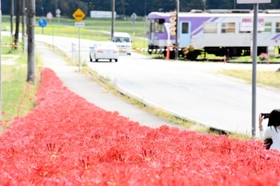じゅうたんのように咲き誇るヒガンバナ＝加西市東横田町