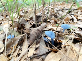 明るい青色が鮮やかなソライロタケ＝加西市玉野町（河合伴法さん提供）