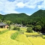 黄金色に輝く棚田の稲穂＝多可町加美区岩座神