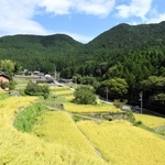 黄金色に輝く棚田の稲穂＝多可町加美区岩座神