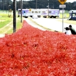 じゅうたんのように咲き誇るヒガンバナ＝加西市東横田町