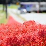 じゅうたんのように咲き誇るヒガンバナ＝加西市東横田町