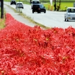 じゅうたんのように咲き誇るヒガンバナ＝加西市東横田町