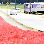 じゅうたんのように咲き誇るヒガンバナ＝加西市東横田町