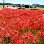 じゅうたんのように咲き誇るヒガンバナ＝加西市東横田町