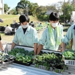 葉ボタンの苗を荷台に積み込む生徒たち＝播磨農業高校