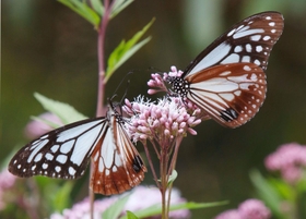 フジバカマの蜜を求めて飛来したアサギマダラ＝播州清水寺