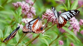 フジバカマの蜜を求めて飛来したアサギマダラ＝播州清水寺