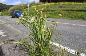 県道脇で育った“ど根性稲穂”＝加東市栄枝