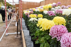 大輪などの菊が咲き誇っている県連合菊花展覧会＝県立フラワーセンター