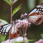 フジバカマの蜜を求めて飛来したアサギマダラ＝播州清水寺