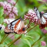 フジバカマの蜜を求めて飛来したアサギマダラ＝播州清水寺