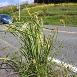 県道脇で育った“ど根性稲穂”＝加東市栄枝