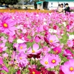 見頃を迎えたコスモス＝小野市浄谷町