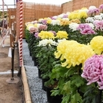大輪などの菊が咲き誇っている県連合菊花展覧会＝県立フラワーセンター