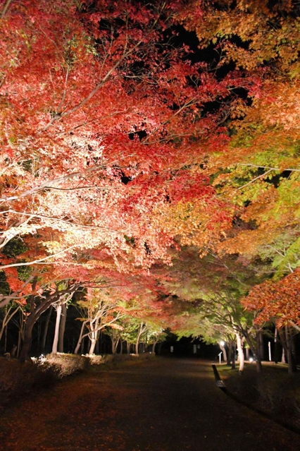 ライトアップされた紅葉のトンネル＝余暇村公園